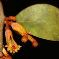 Taxillus incanus (Trimen) Wiens