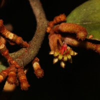 Taxillus incanus (Trimen) Wiens