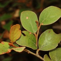 Taxillus incanus (Trimen) Wiens