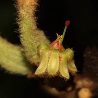 Taxillus tomentosus (B.Heyne ex Roth) Tiegh.