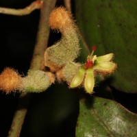 Taxillus tomentosus (B.Heyne ex Roth) Tiegh.