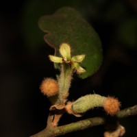 Taxillus tomentosus (B.Heyne ex Roth) Tiegh.