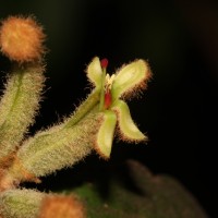 Taxillus tomentosus (B.Heyne ex Roth) Tiegh.