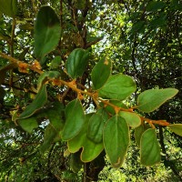 Taxillus tomentosus (B.Heyne ex Roth) Tiegh.