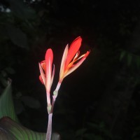 Canna indica L.
