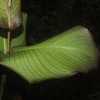 Canna indica L.