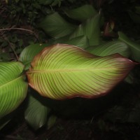 Canna indica L.