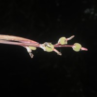 Canna indica L.