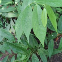 Thottea duchartrei Sivar., A.Babu & Balach.