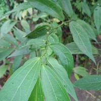 Thottea duchartrei Sivar., A.Babu & Balach.