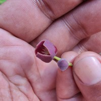 Thottea duchartrei Sivar., A.Babu & Balach.