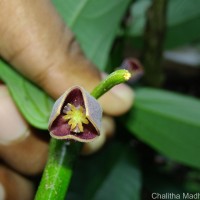Thottea duchartrei Sivar., A.Babu & Balach.
