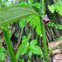 Thottea duchartrei Sivar., A.Babu & Balach.