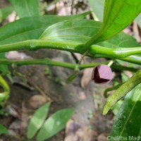 Thottea duchartrei Sivar., A.Babu & Balach.