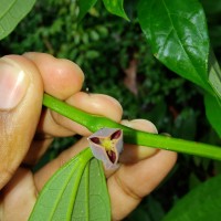 Thottea duchartrei Sivar., A.Babu & Balach.