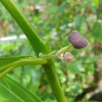 Thottea duchartrei Sivar., A.Babu & Balach.