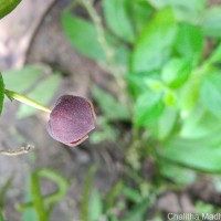 Thottea duchartrei Sivar., A.Babu & Balach.