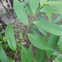 Thottea duchartrei Sivar., A.Babu & Balach.