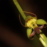 Habenaria acuminata (Thwaites) Trimen