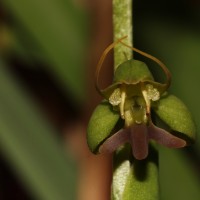 Habenaria acuminata (Thwaites) Trimen