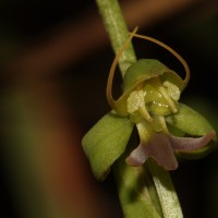Habenaria acuminata (Thwaites) Trimen