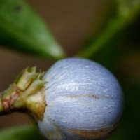 Gaertnera rosea Thwaites ex Benth.