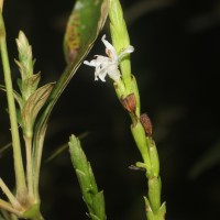 Strobilanthes willisii Carine