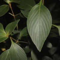 Strobilanthes willisii Carine