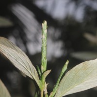 Strobilanthes willisii Carine