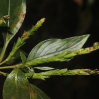 Strobilanthes willisii Carine