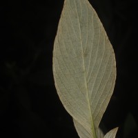 Strobilanthes willisii Carine