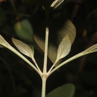 Strobilanthes willisii Carine
