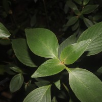 Strobilanthes willisii Carine