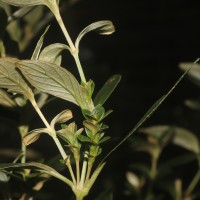 Strobilanthes willisii Carine