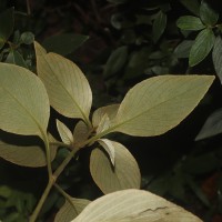 Strobilanthes willisii Carine