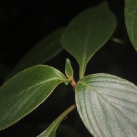Strobilanthes willisii Carine