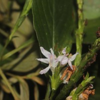 Strobilanthes willisii Carine
