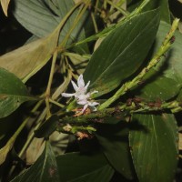 Strobilanthes willisii Carine