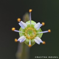 Combretum albidum G.DonRoxb. ex G.Don