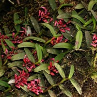 Robiquetia brevifolia (Lindl.) Garay