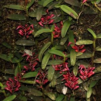 Robiquetia brevifolia (Lindl.) Garay