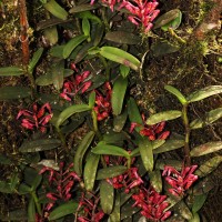 Robiquetia brevifolia (Lindl.) Garay