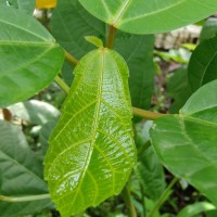 Baliospermum solanifolium (Burm.) Suresh
