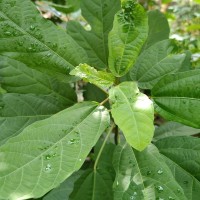 Baliospermum solanifolium (Burm.) Suresh