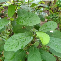 Baliospermum solanifolium (Burm.) Suresh