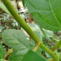 Baliospermum solanifolium (Burm.) Suresh