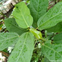 Baliospermum solanifolium (Burm.) Suresh