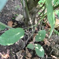 Baliospermum solanifolium (Burm.) Suresh