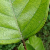 Shorea lissophylla Thwaites