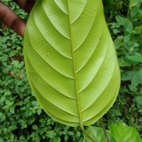 Shorea lissophylla Thwaites